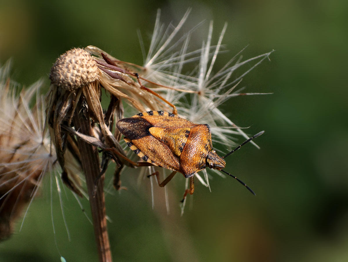 Carpocoris purpureipennis di Velate (MB)